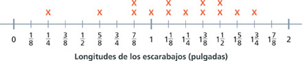 Hay una recta numérica que muestra las longitudes de los escarabajos en pulgadas del 0 al 2 en incrementos de un octavo de pulgada. Se una una X para cada escarabajo.