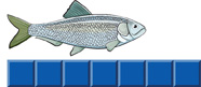 A fish covers 5 of 7 tiles.