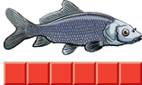 A fish covers 6 of 6 tiles.