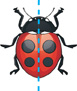 A ladybug with two dots on each wing. A dotted line is drawn from the head between each wing.