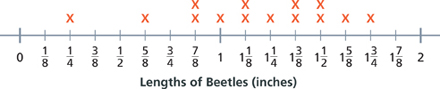 A number line shows Lengths of Beetles in inches from 0 to 2 in eighth-inch increments. An X indicates each beetle.