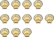 A set of shells: shell, shell, shell, shell, shell, shell, shell, shell, shell, shell, shell, shell.